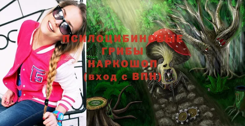 Галлюциногенные грибы Psilocybe  Кукмор 